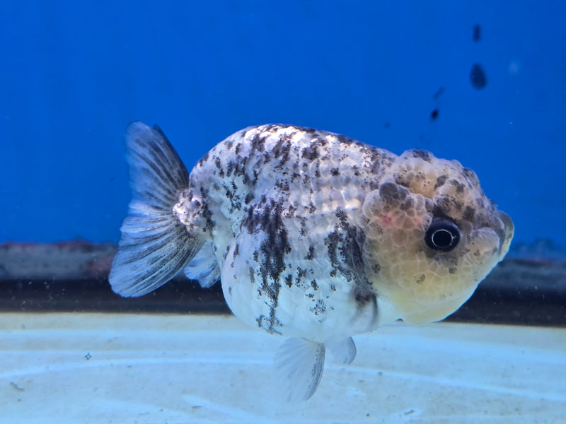 Thai White Tiger Ranchu 3.00 inch Body Female (NNN-2065)R1A05