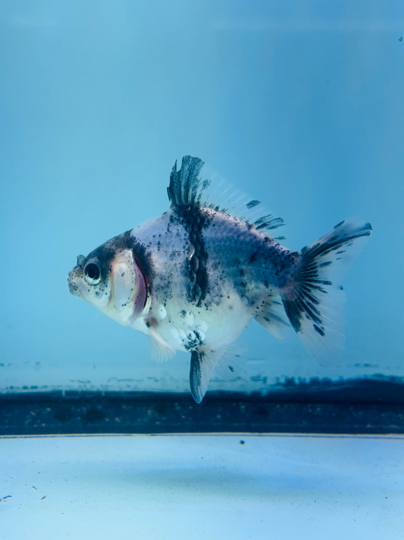 Thai Giant Breed Calico Yuanbao Oranda 2.25 inch Body (KP-225)R4C01