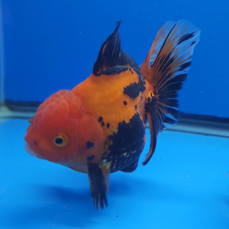 Thai Tri-Color 3in Male (FEB-208)R3A05