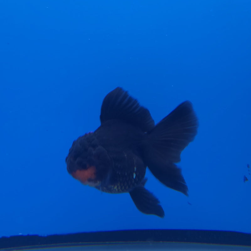 Thai Oranda Apache 2.5” Female (FEB-248)R3B04