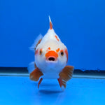 Thai Oranda Yuanbao Red and White 5.00" Body Female (FEB-737)R2A09
