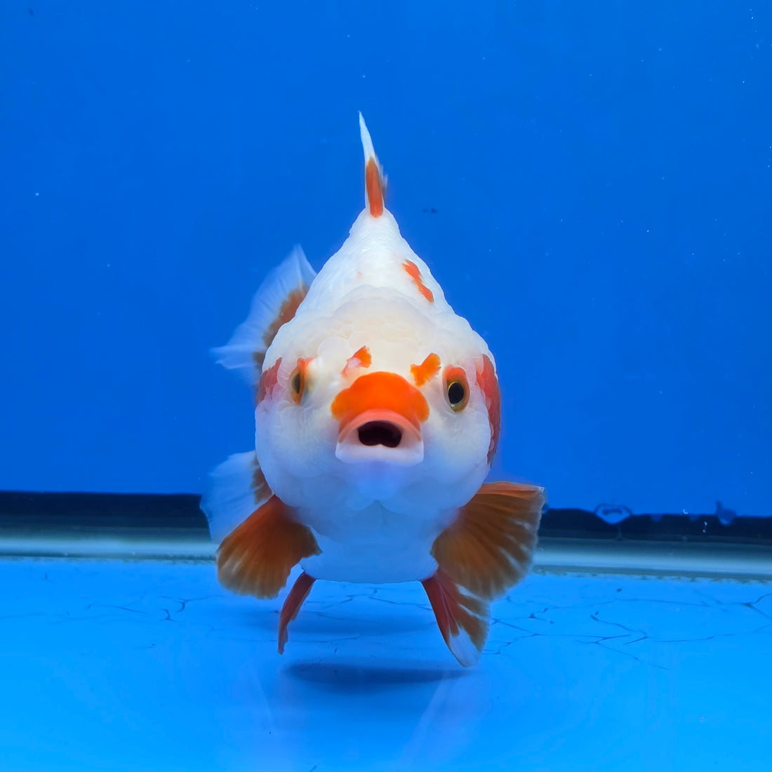 Thai Oranda Yuanbao Red and White 5.00" Body Female (FEB-737)R2A09