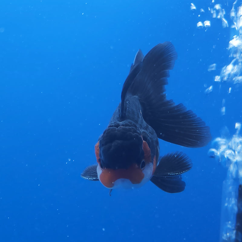 Thai Oranda Apache Panda Tri-Color 2.5 M (FEB-192)R3A06