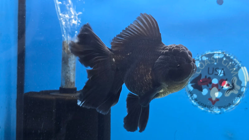 Thai Black Oranda Super Orchid Tail 3.50 inch Body Male Medium Breed (NNN-3025)R3A16