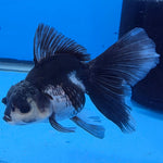 Thai Oranda Lemon Head Panda Jumbo Breed 2.8" Body Female 6mths(FEB-546)
