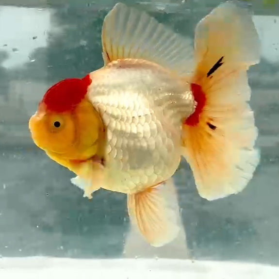 Thai Red Cap Oranda Orchid Tail 4.00 inch Body (QGF-JO1172)