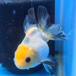 Thai Oranda Lemon Head Panda Jumbo Breed 2.8" Body Female 8mths(FEB-543)