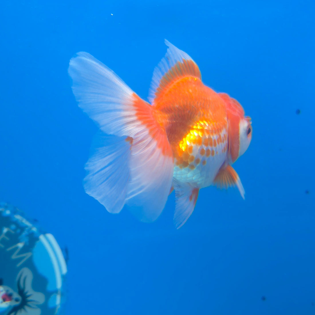 Thai Oranda White & Red 2.5” Female(FEB-673)R3B01