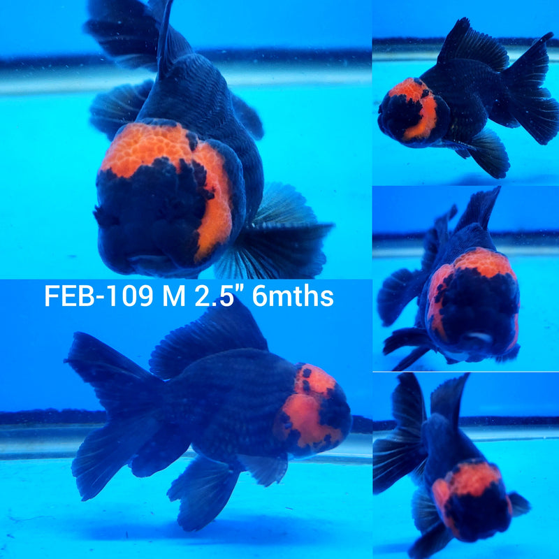 Thai Apache Oranda 2.5” Body Male (FEB-109)R3B15