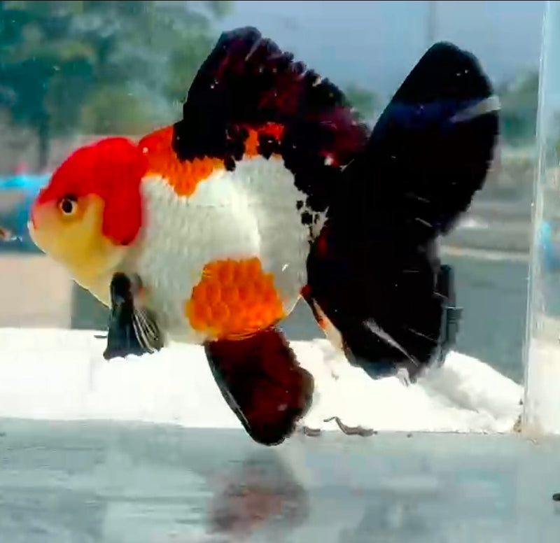 Thai Jumbo Red Cap Tri Color Oranda Yuanbao 4.50 inch Body (QGF-JO1198)Showtank