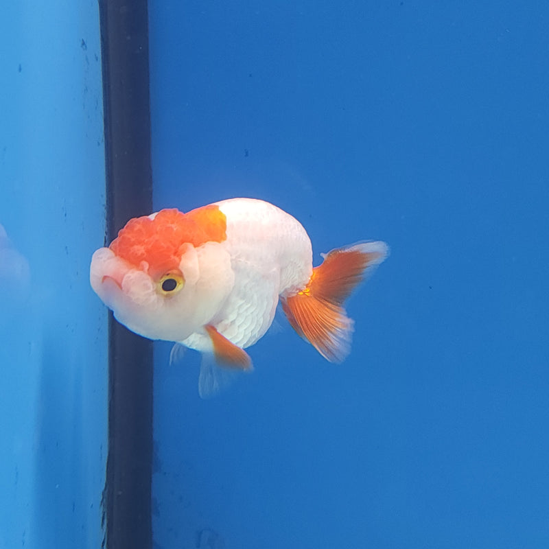 Chinese Ranchu Red & White 2in Female (FEB-333)R3B16
