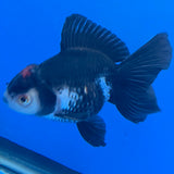 Thai Oranda Red Cap Panda 3.25” Male(FEB-889)R2B09