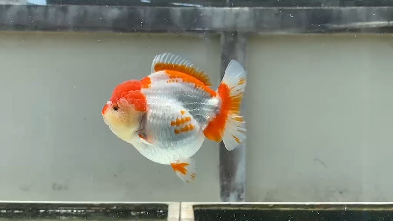 Thai Jumbo Red/White Yuanbao 4.50 inch Body (QGF-JO1210)Showtank
