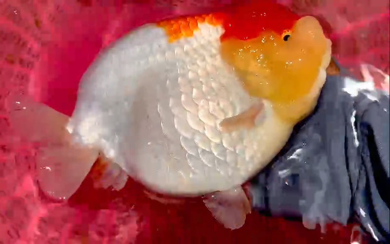 Thai Super Jumbo Red/White Ranchu 5.50 inch Body (QGF-JO1186)