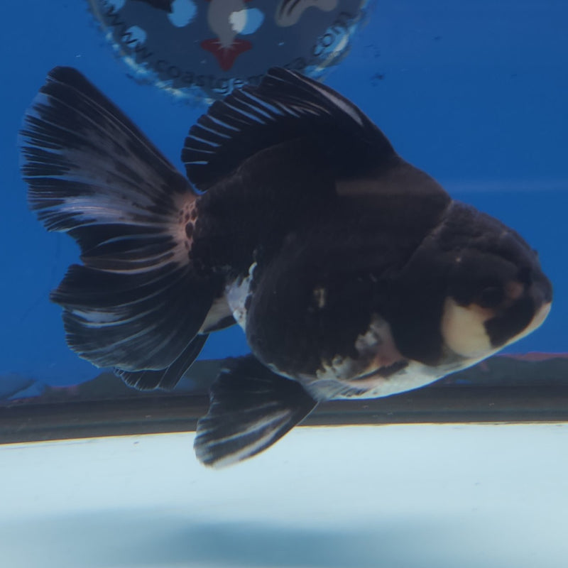 Thai Jumbo Oranda Panda 5in Female (FEB-219)BLUETUB2