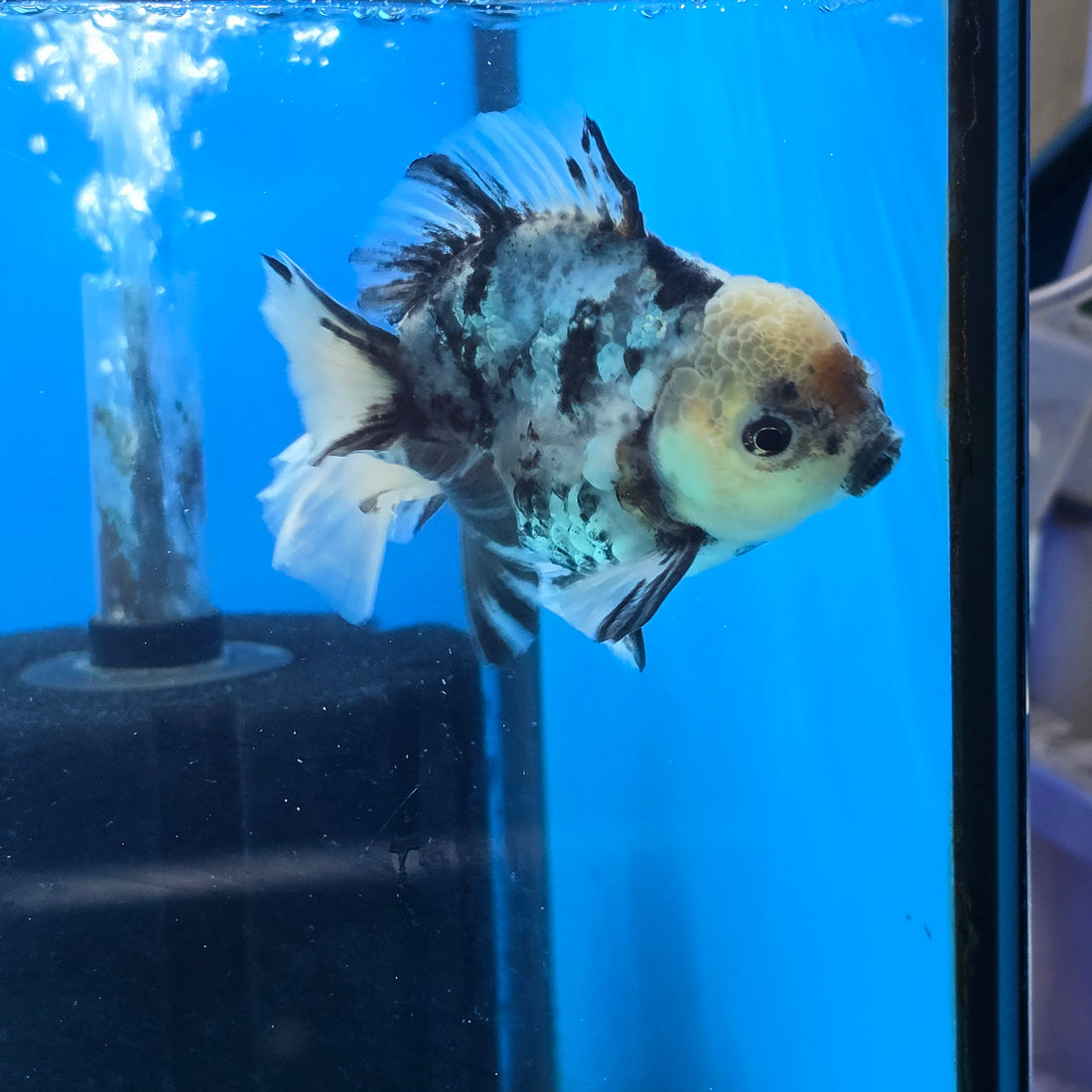 Thai Oranda Lemon Head Granite Shogun Farm 3.2" Body Female 6mths(FEB-578B)R3B02