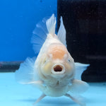 Thai Oranda White Platinum 4.5 in Body Female (FEB-520)R3A08