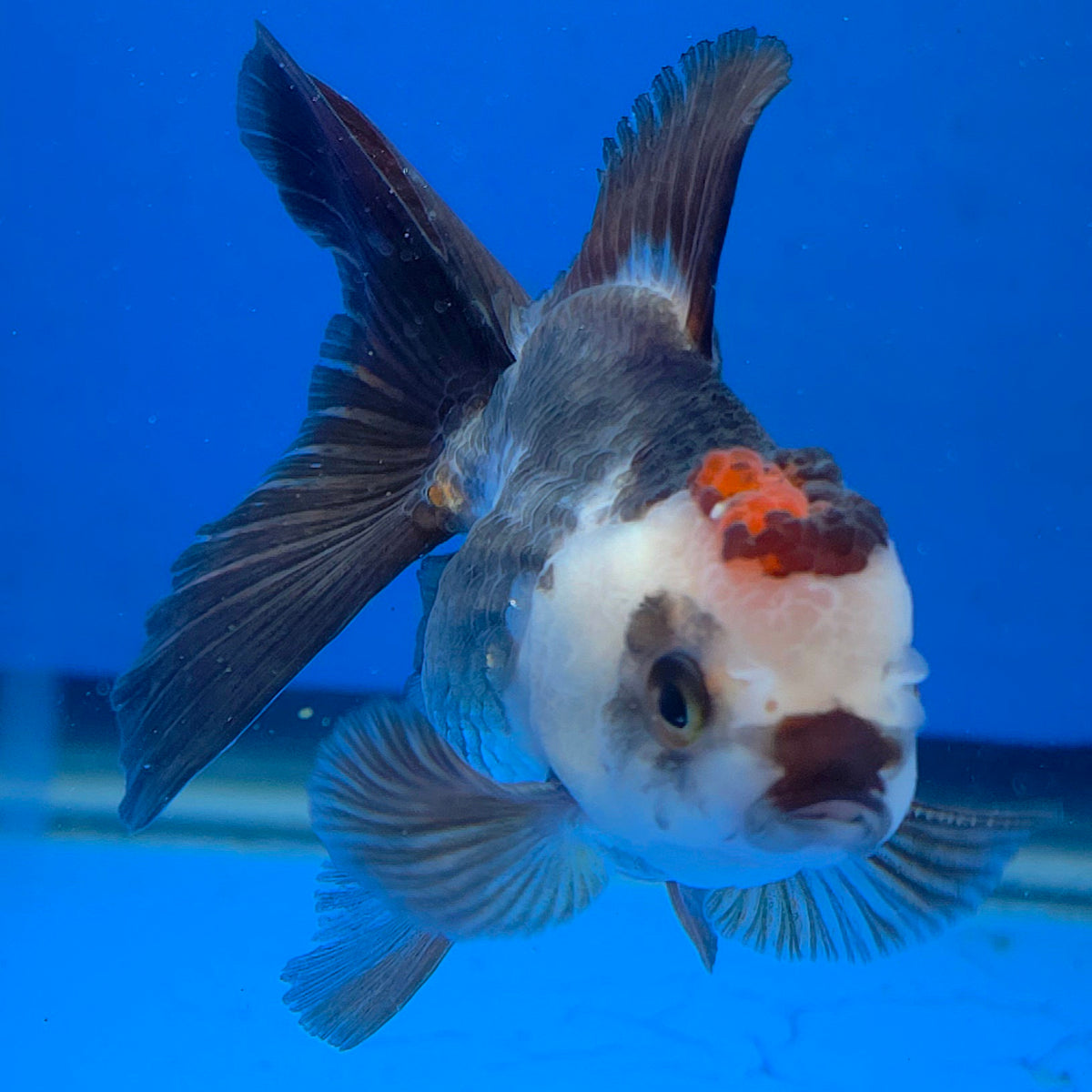 Thai Oranda Tri-Color 2.50" Body Female (FEB-865)R2B15