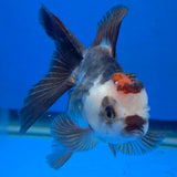Thai Oranda Tri-Color 2.50" Body Female (FEB-865)R2B15