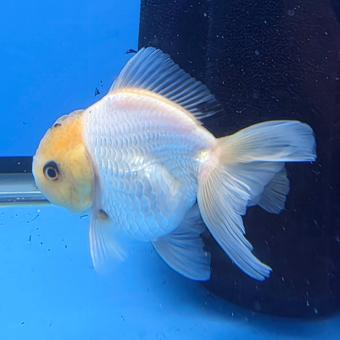 Thai Oranda Lemon Head Snow White Jumbo Breed 2.8" Body Female 6mths(FEB-545)