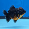 Thai Oranda Red Kirin Shogun Farm 3.5" Body Female 8mths(FEB-556)R3A02