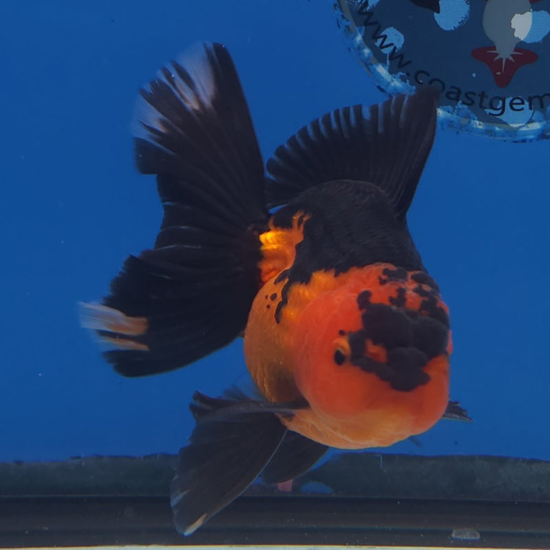 Thai Oranda Apache 3” Male (FEB-260)R3A04