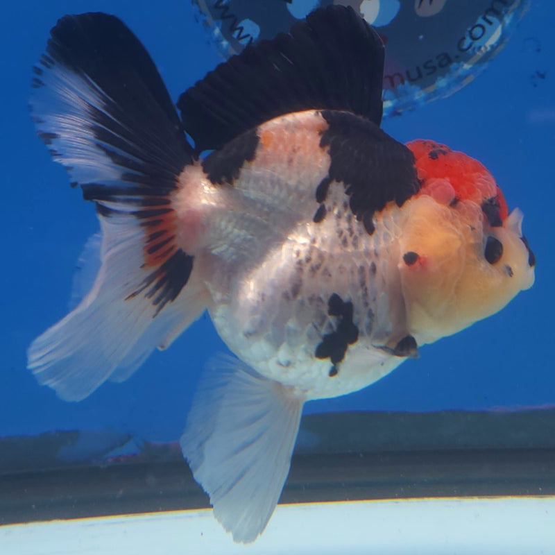 Thai Jumbo Oranda Tri-Color 5in Female (FEB-218)BLUETUB2
