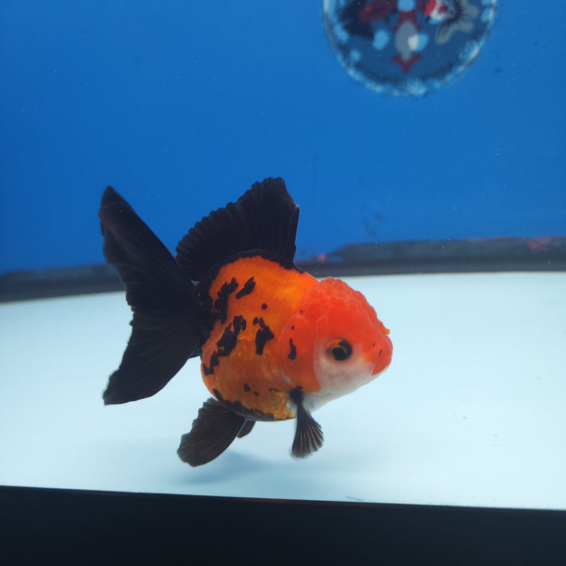 Thai Oranda Apache 3” Female (FEB-253)R3B04