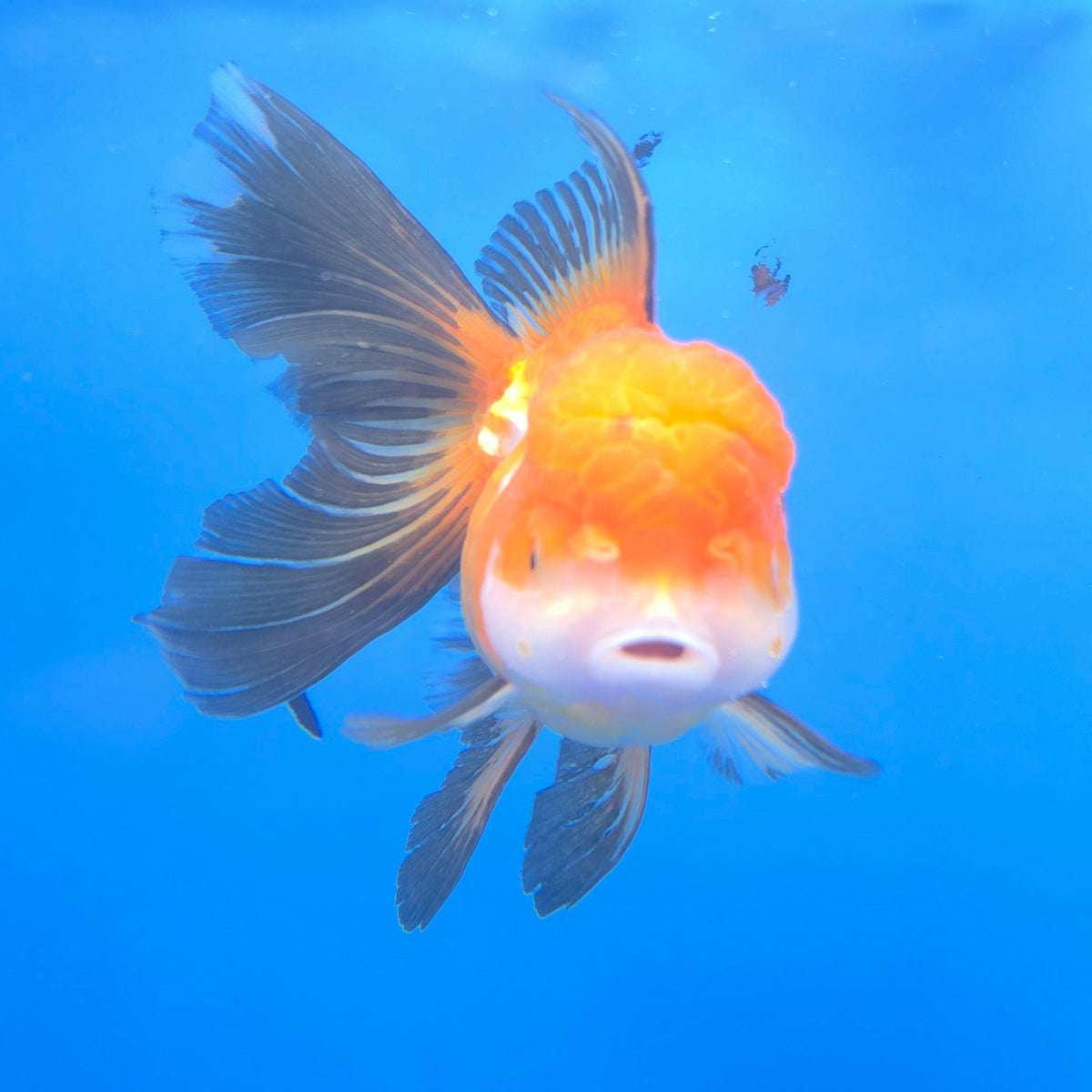 Thai Oranda Tri-Color Panda 3.5" Body Female (FEB-765)R2B07 (Copy)