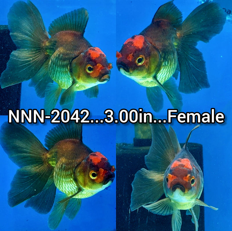 Thai Apache Giant Breed Oranda 3.00 inch Body Female (NNN-2042)R1B12