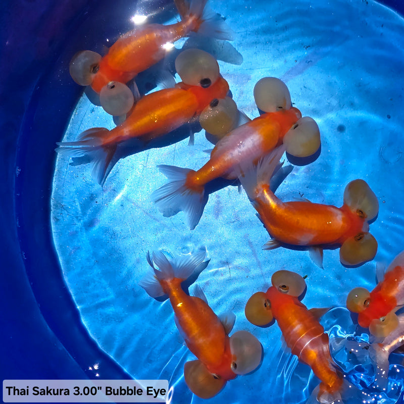 Live Fancy Goldfish Premium Select Our Choice Thai Sakura Bubble Eye 3.00 inch Body