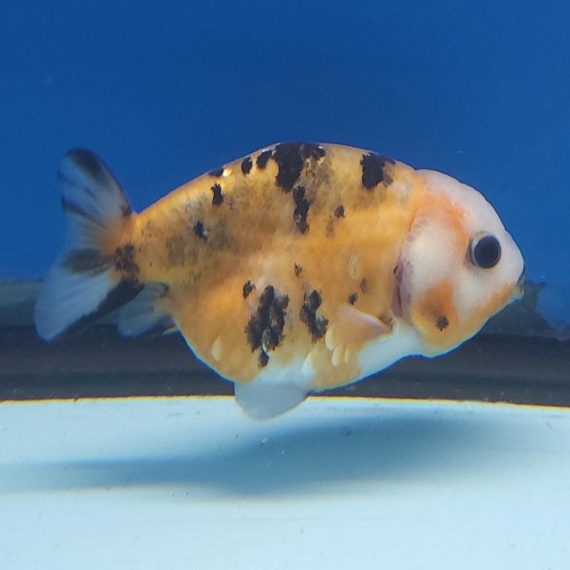 Chinese Ranchu Tiger 2.5in Female (FEB-329)R3B16