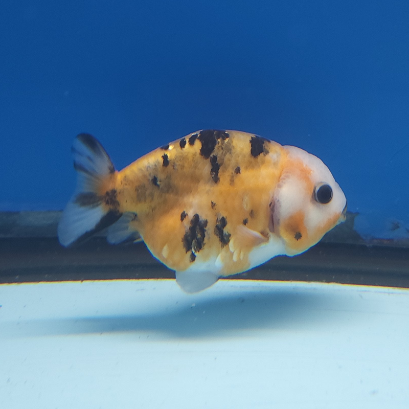 Chinese Ranchu Tiger 2.5in Female (FEB-329)R3B16