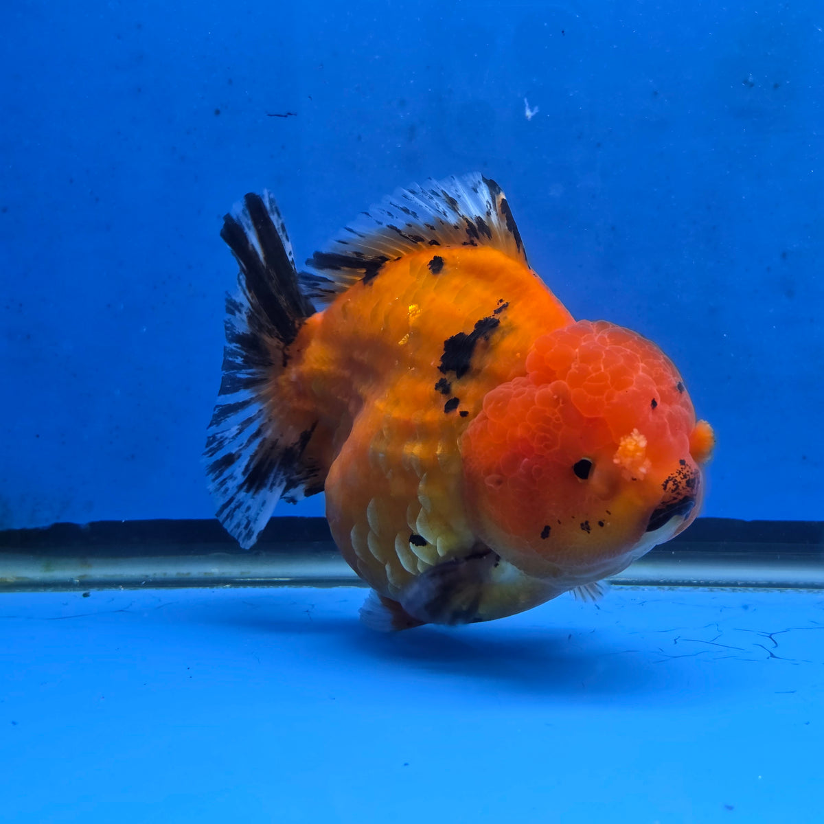 Thai Oranda Red Tiger Sakura Godzilla 5.5 inch Orchid Tail Body Female (G-FEB-106)BlueTubB