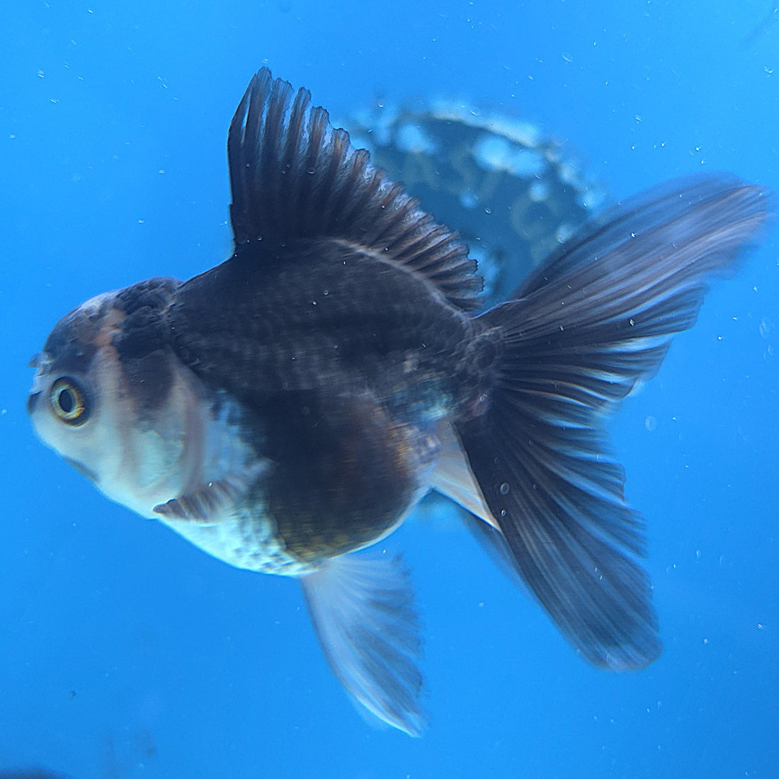 Thai Oranda Panda 2.5” Female(FEB-649)R3B05