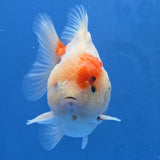 Thai Oranda Red Cap Tri color Sakuda Godzilla 4 inch Body male (G-FEB-114)BlueTubB