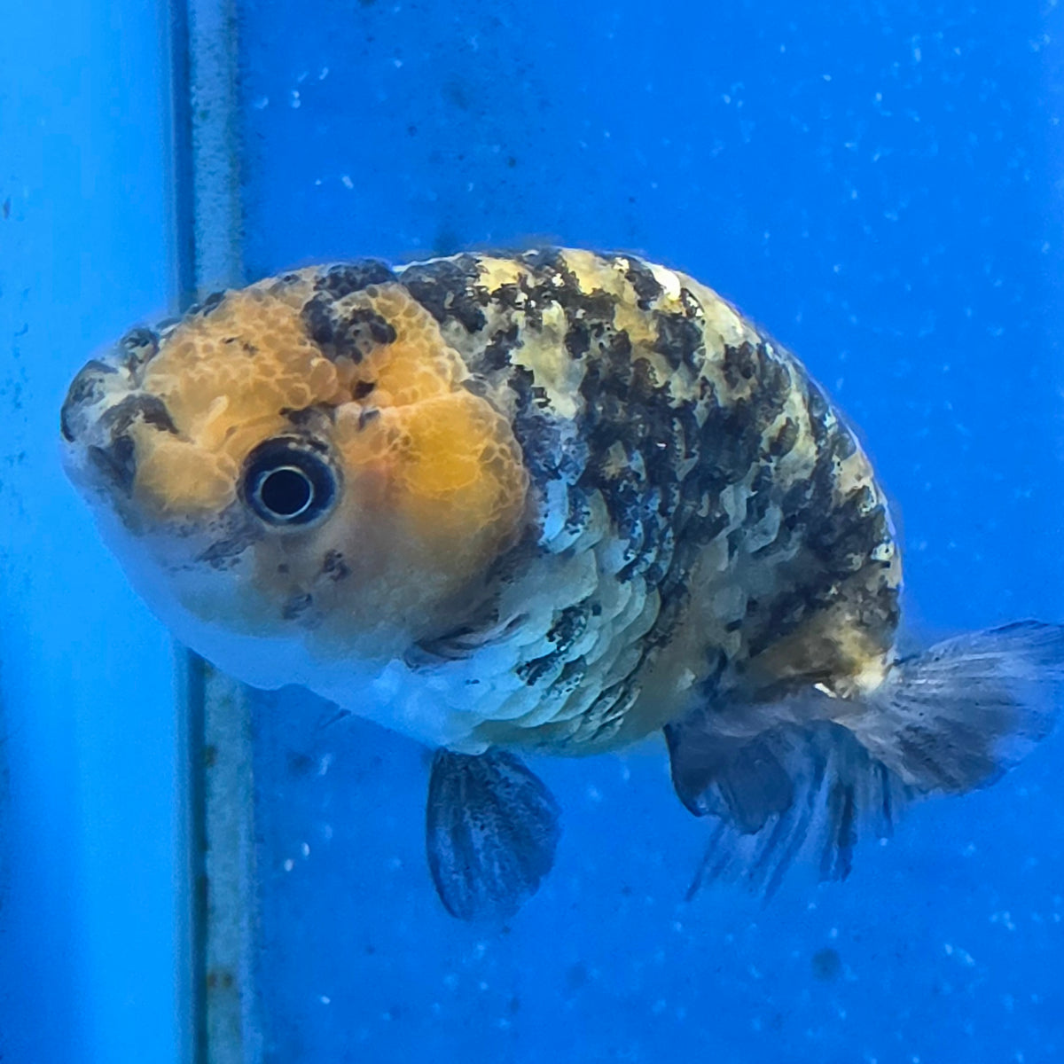 Thai Ranchu Tiger 2.50" Body Female (FEB-867)R2B02
