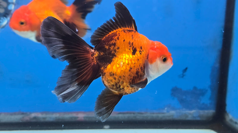 Thai Apache Oranda Orchid Tail 2.50 inch Body Male Medium Breed (NNN-3028)R3B22