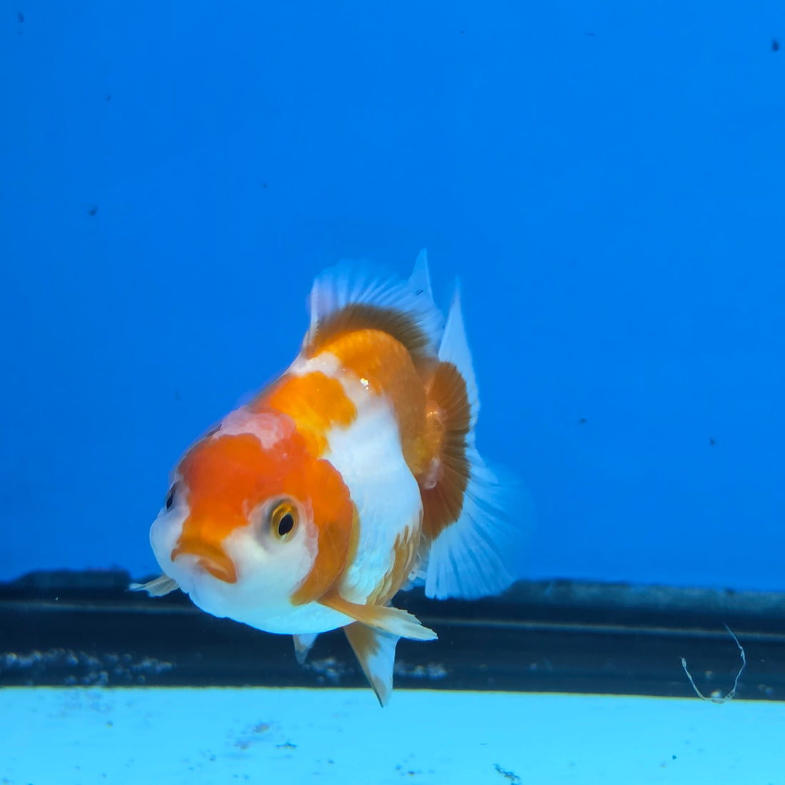 Thai Oranda Red and White Color 2.5 in Body Female (FEB-531)R3A06