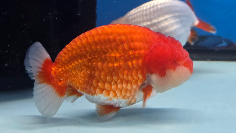 Thai Red/White Lionchu Ranchu 3.00 inch Body Male (NNN-2081)R4C07