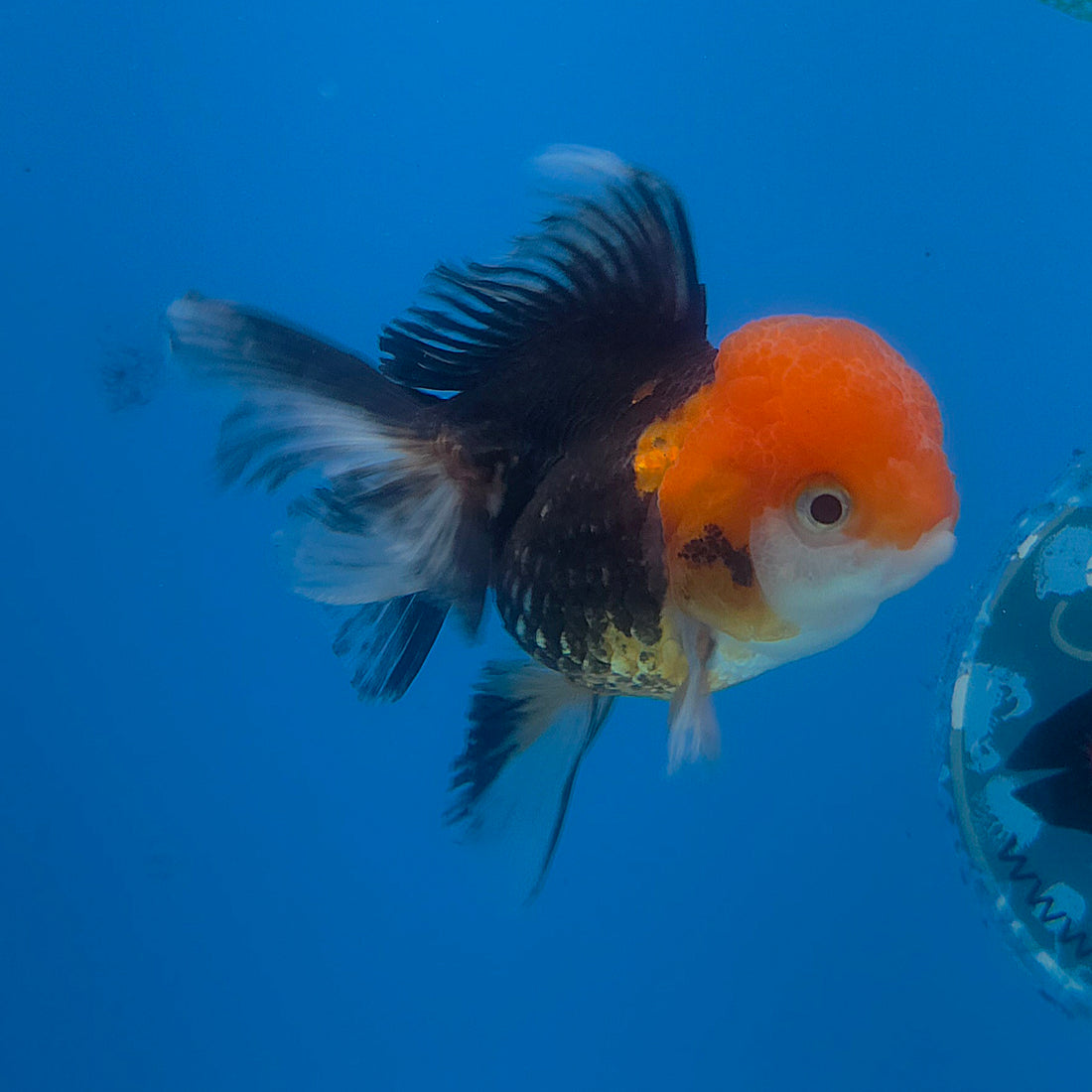 Thai Oranda Apache 3.5” Female(FEB-716)R1A07