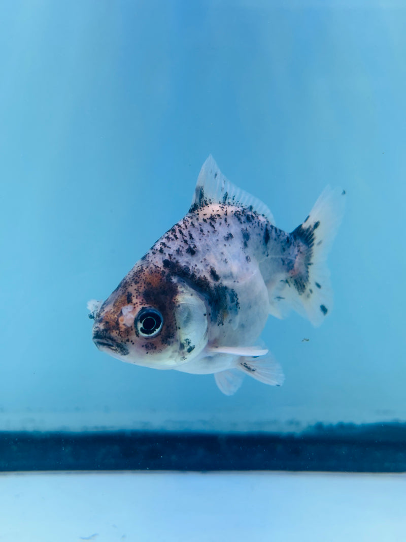 Thai Giant Breed Calico Yuanbao Oranda 2.25 inch Body (KP-223)R4C01