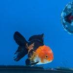 Thai Oranda Jumbo Breed Apache 3.5" Body Female (FEB-608)