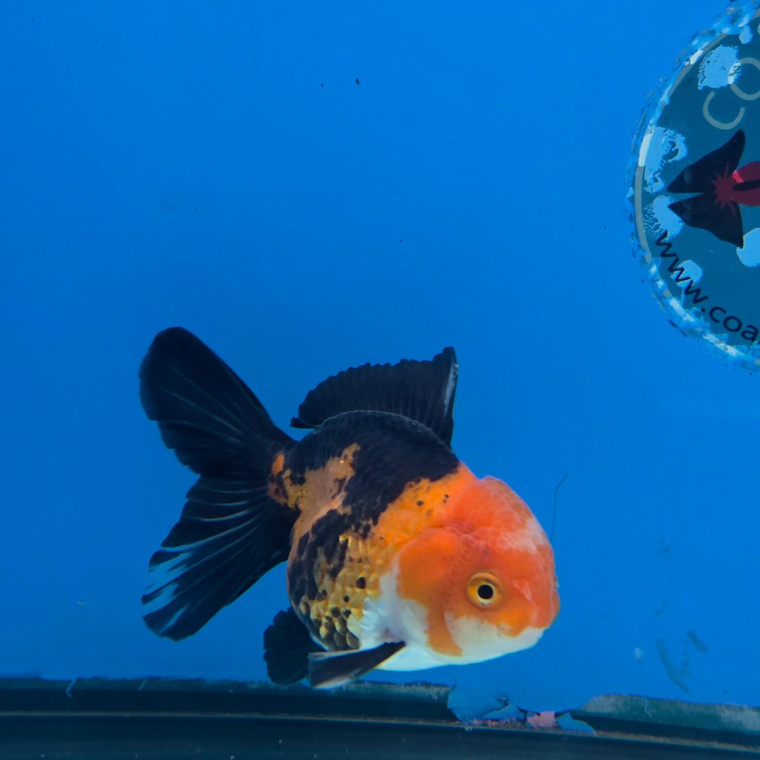 Thai Oranda Jumbo Breed Apache 3.5" Body Female (FEB-608)