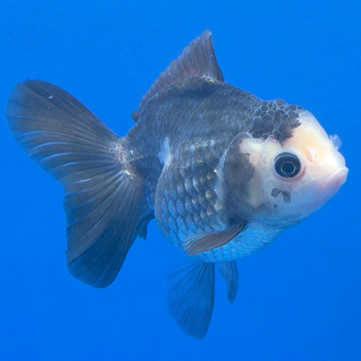 Thai Oranda Lemonhead Panda 3.25” Female(FEB-891)R2B11