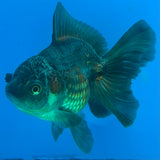 Thai Oranda Copper 3.5" Female(FEB-428)BLUETUBB