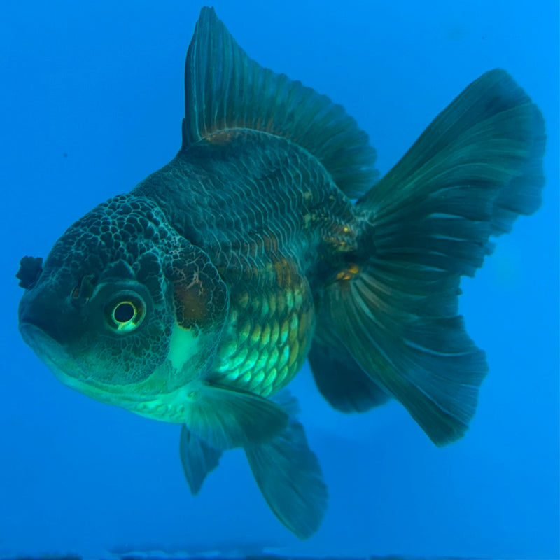 Thai Oranda Copper 3.5" Female(FEB-428)R2B05