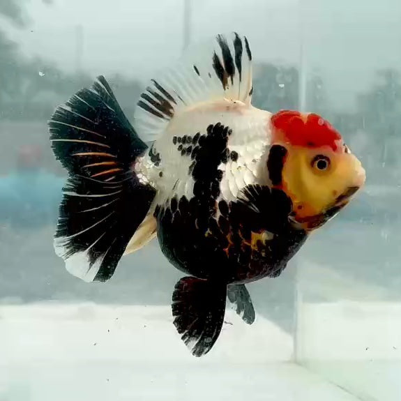 Thai Jumbo Tri Color Oranda Orchid Tail 4.50 inch Body (QGF-JO1177)