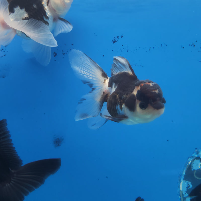 Thai Oranda Panda Tri-Color 2.5 F (FEB-184)R3A07
