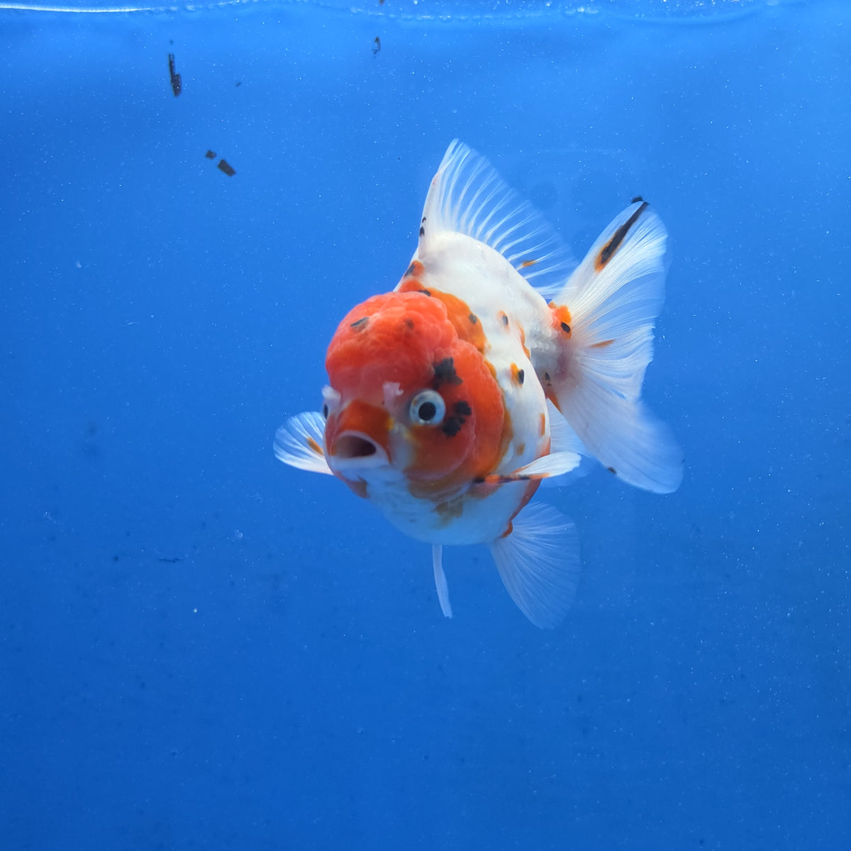 Thai Oranda Red Cap Tri color Sakuda Godzilla 4 inch Body male (G-FEB-112)BlueTubB